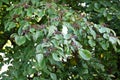 Giant dogwood ( Cornus controversa ) fruits.