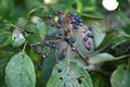 Giant dogwood ( Cornus controversa ) fruits.