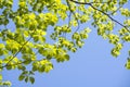 Giant dogwood leaves