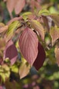 Giant dogwood