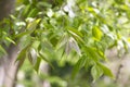 Giant dogwood trunk and green leaves Cornaceae deciduous tall tree