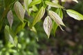 Giant dogwood trunk and green leaves Cornaceae deciduous tall tree