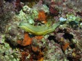 Giant Doris Nudibranch