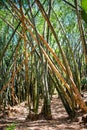 Giant or Dragon Bamboo Dendrocalamus giganteus - Kandy, Sri Lanka