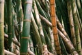 Giant or Dragon Bamboo Dendrocalamus giganteus - Kandy, Sri Lanka