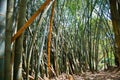 Giant or Dragon Bamboo Dendrocalamus giganteus - Kandy, Sri Lanka