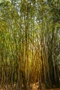 Giant or Dragon Bamboo Dendrocalamus giganteus - Kandy, Sri Lanka