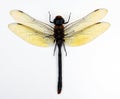 Giant dragonfly isolated on white. Anax gibbosulus macro close up, collection insects,