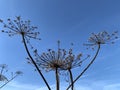 Giant dry hogweed, cow parsnip against blue sky background Royalty Free Stock Photo