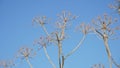 Giant dry hogweed, cow parsnip silhouetting against blue sky Royalty Free Stock Photo