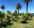 Dwarf palm trees in front of the sea Royalty Free Stock Photo