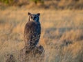 Giant eagle owl in afternoon light, Moremi NP, Botswana Royalty Free Stock Photo