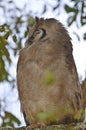 Giant eagle owl, (Bubo lacteus) Royalty Free Stock Photo