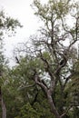 Giant eagle owl perching on tree branch Royalty Free Stock Photo