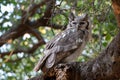 giant eagle owl sitting in a tree Royalty Free Stock Photo