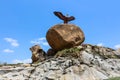 Giant eagle stone craving on a rock. Blue sky background. Lepakshi Andhra Tourism