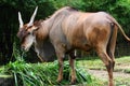 Giant Eland Royalty Free Stock Photo