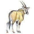 Giant Eland Royalty Free Stock Photo