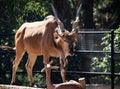 A Giant Eland Antelope on the Move Royalty Free Stock Photo