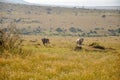 Giant Eland Antelopes in Kenya National Park, Africa Royalty Free Stock Photo