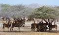 Giant Eland herds, shelter under desert trees, Sir Baniyas Island, Birds