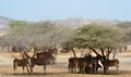 Giant Eland herds, shelter under desert trees, Sir Baniyas Island Royalty Free Stock Photo