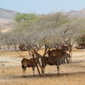 Giant Eland herds, shelter under desert trees, Sir Baniyas Island