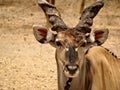 The giant eland Taurotragus derbianus or Lord Derby eland Royalty Free Stock Photo