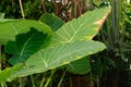 Giant elephant ear or Colocasia Gigantea plant in Saint Gallen in Switzerland