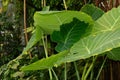 Giant elephant ear or Colocasia Gigantea plant in Saint Gallen in Switzerland