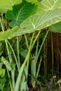 Giant elephant ear or Colocasia Gigantea plant in Saint Gallen in Switzerland