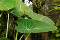 Giant elephant ear or Colocasia Gigantea plant in Saint Gallen in Switzerland