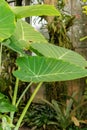 Giant elephant ear or Colocasia Gigantea plant in Saint Gallen in Switzerland