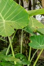 Giant elephant ear or Colocasia Gigantea plant in Saint Gallen in Switzerland