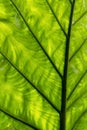 Giant Elephant ear extreme close up. Royalty Free Stock Photo