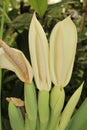 `Giant Elephant Ear` flower - Colocasia Gigantea