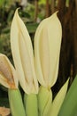 `Giant Elephant Ear` flower - Colocasia Gigantea