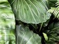 Giant elephant ear full frame Royalty Free Stock Photo