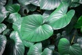 Giant elephant ear leaf