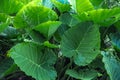 Giant elephant ear plants in a jungle environment