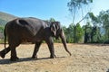 A giant elephant roaming the jungle happily