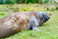 Giant elephant seal skinning - Mirounga leonina - giant elephant seal sloughing the skin and lying in meadow, South Georgia