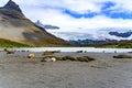 Elephant seals - Mirounga leonina -  in beautiful landscape of South Georgia in front of king penguins with glacier in background Royalty Free Stock Photo