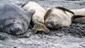 Giant elephant seals - Mirounga leonina - snuggling together on beach in South Georgia. Southern elephant seals 