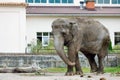 Giant elephant walking along its zoo area on a sunny day