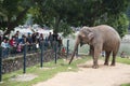 A giant elephant walking around near the electric fence