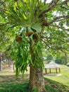 Giant elkhorn fern or stag horn fern (Platycerium bifurcatum)