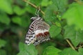 Giant emperor butterfly