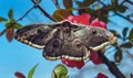 Giant emperor moth (Saturnia pyri), the largest Red Book butterfly in the spring