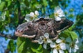 Giant emperor moth (Saturnia pyri), the largest Red Book butterfly in the spring